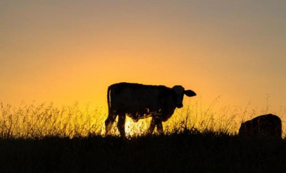 Fóruns regionais vão debater fim da vacinação contra aftosa Fóruns regionais vão debater fim da vacinação contra aftosa