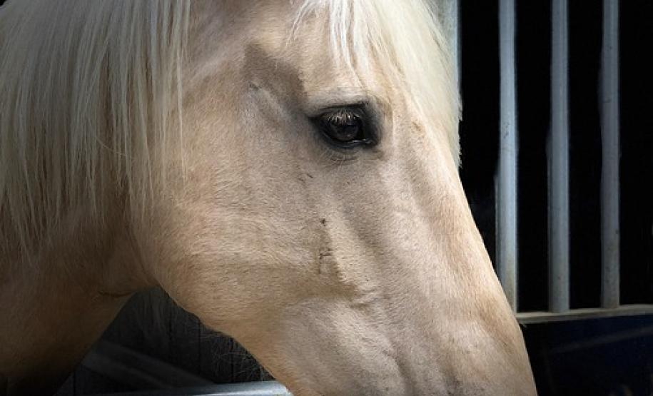 Mormo: esclarecimento sobre risco a saúde humana