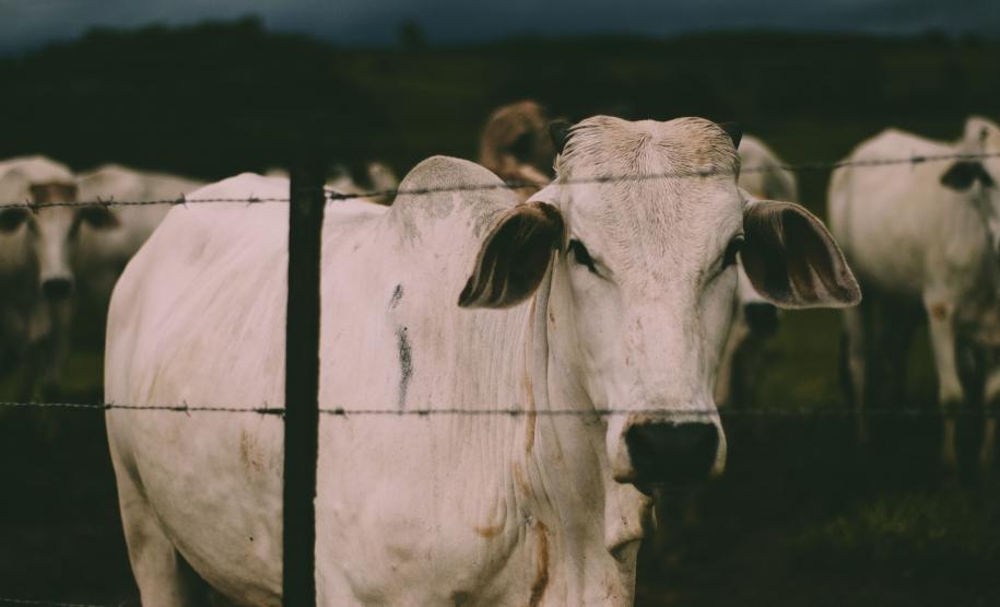 Estado vai contratar servidores por concurso para a Adapar