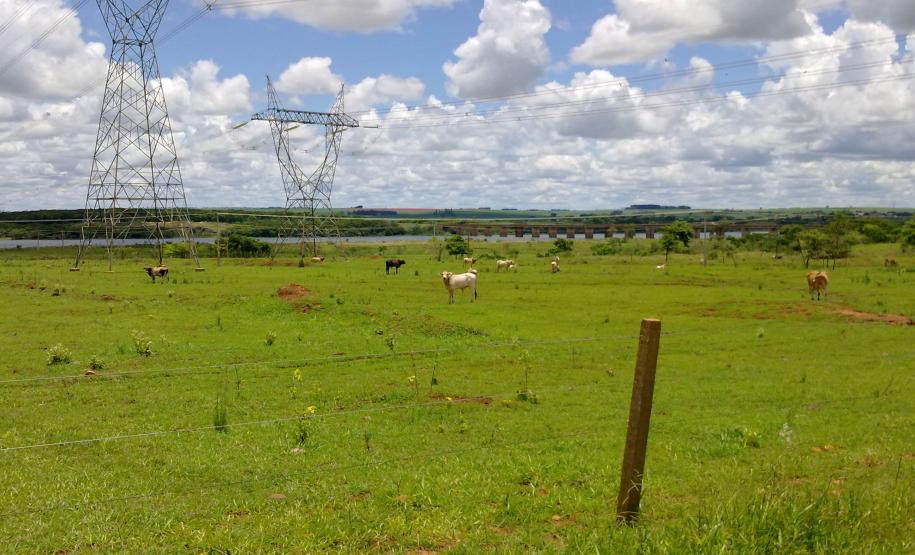 Nota de esclarecimento sobre a suspenção da vacina contra aftosa NOTA DE ESCLARECIMENTO