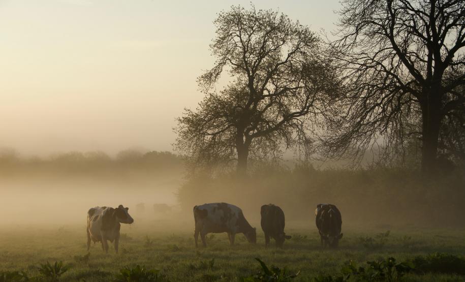 Sanidade paranaense inspira estratégia nacional
