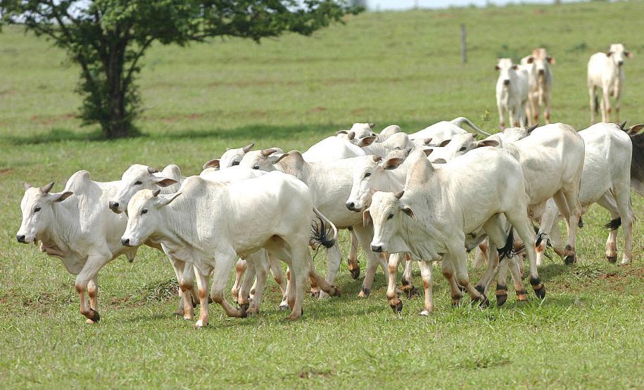São José dos Pinhais sediará simulado de febre aftosa
