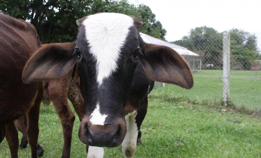 Panaftosa participa de simulado contra focos de febre aftosa no Paraná/Brasil