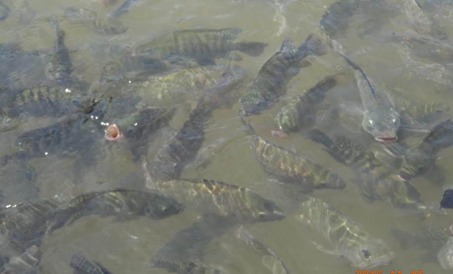 Adapar cria Comitê Estadual de Sanidade dos Animais Aquáticos - Coesaqua