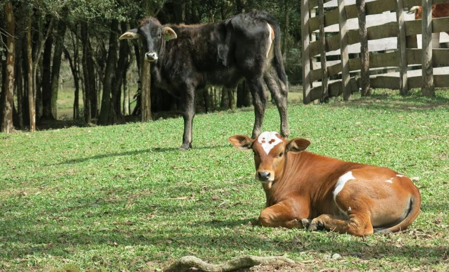 Audiência Pública: Paraná livre de febre aftosa sem vacinação