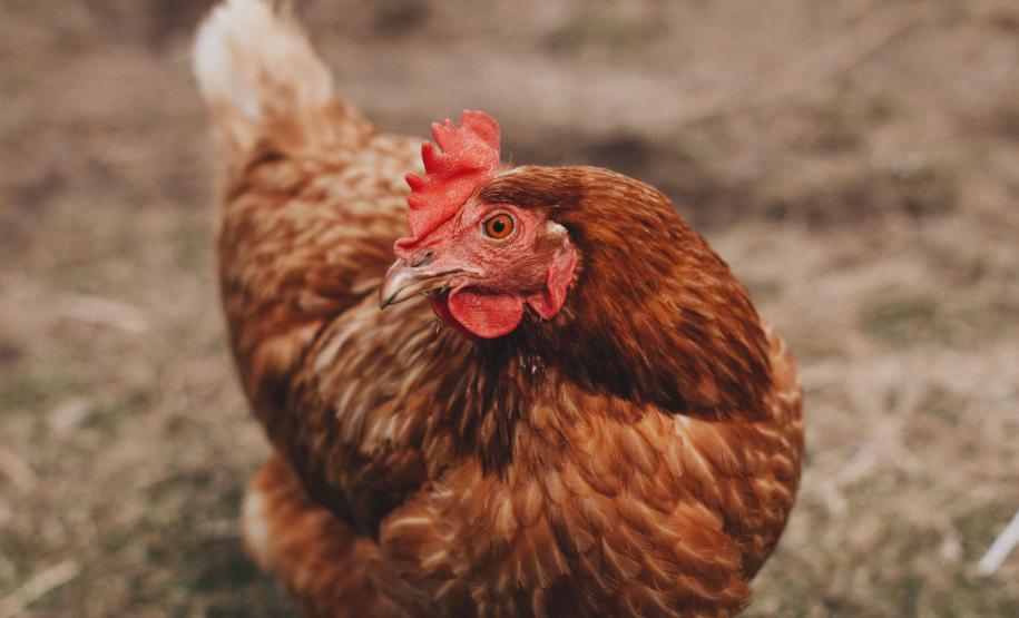 Adapar palestra em evento de avicultura colonial em Janiópolis/PR