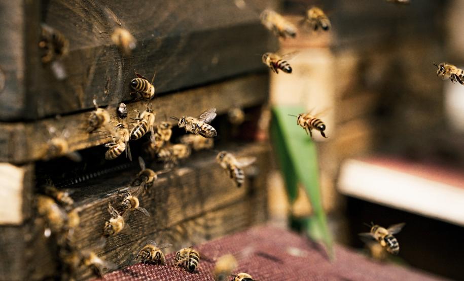 Adapar instrui sobre recepção de mel Adapar instrui sobre recepção de mel