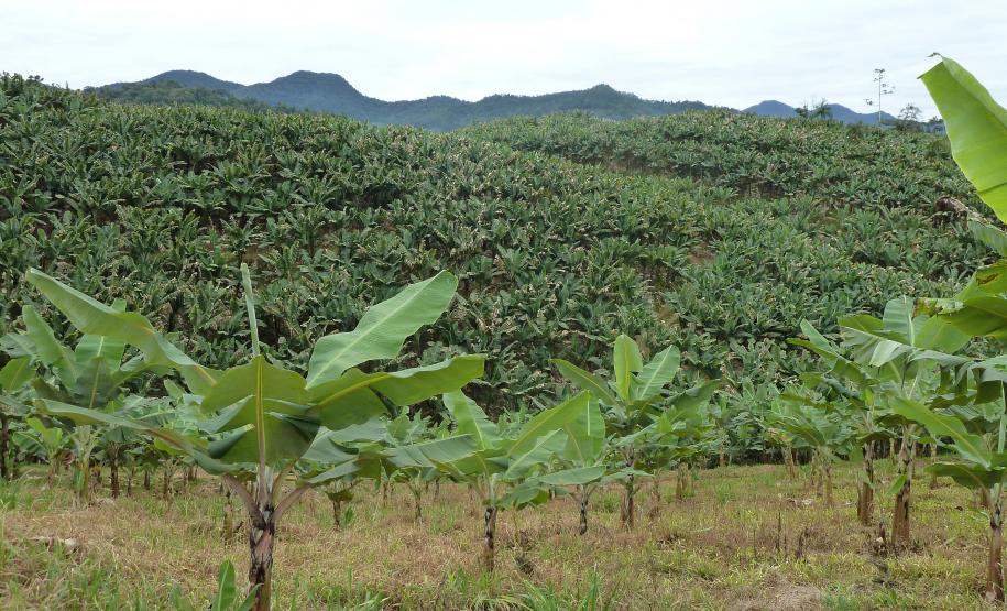 77º Curso de Certificação Fitossanitária de Origem e Consolidada - Banana e Uva