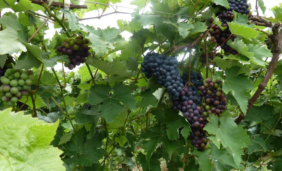 77º Curso de Certificação Fitossanitária de Origem e Consolidada - Banana e Uva