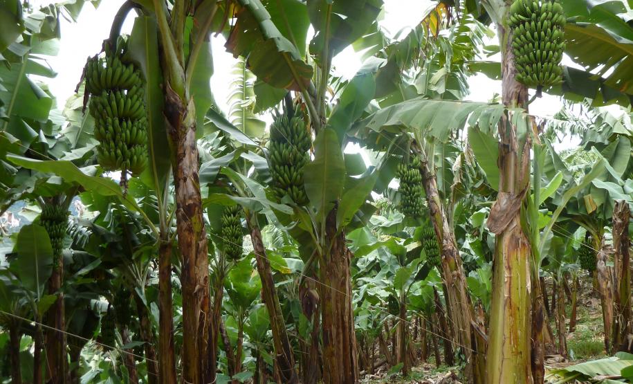 77º Curso de Certificação Fitossanitária de Origem e Consolidada - Banana e Uva