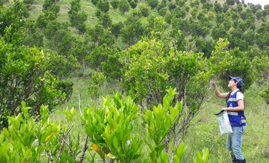 ADAPAR divulga dados da vigilância fitossanitária para a praga HLB (greening) em citros.