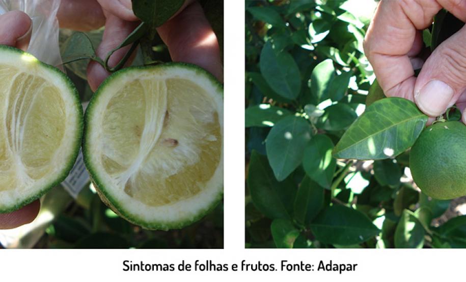 Sintomas em folhas e frutos