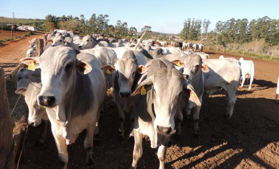 Ministério autoriza nesta terça-feira suspensão da vacina contra febre aftosa no Paraná