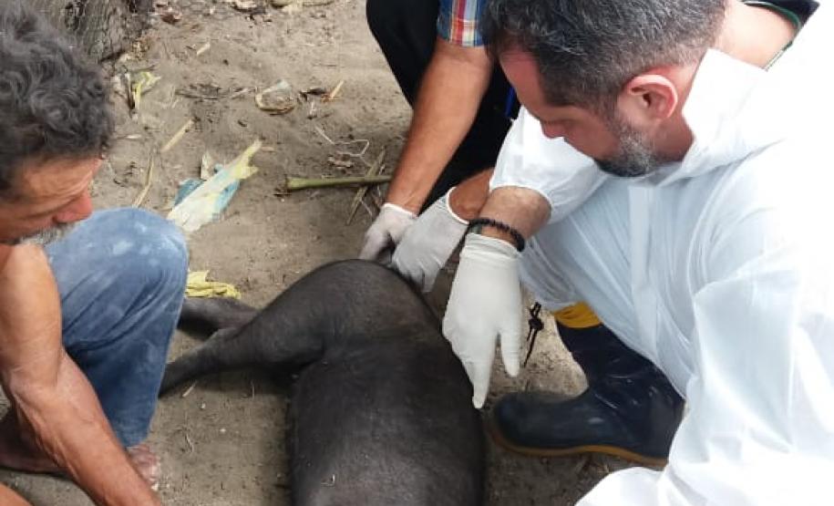 Adapar coopera com o governo de Alagoas nos focos de peste suína clássica Sanidade dos Suínos: Adapar coopera com o governo de Alagoas nos focos de peste suína clássica