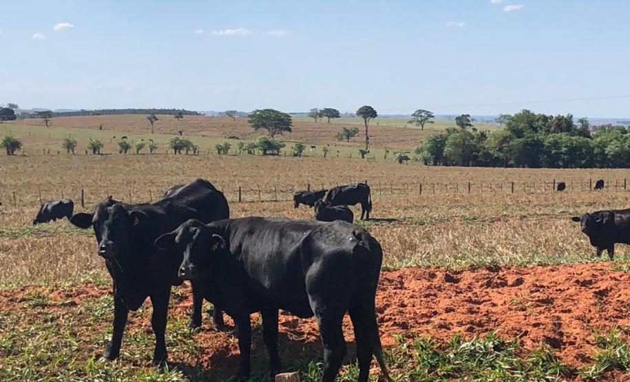 Produtor precisa atualizar o cadastro de todos os animais