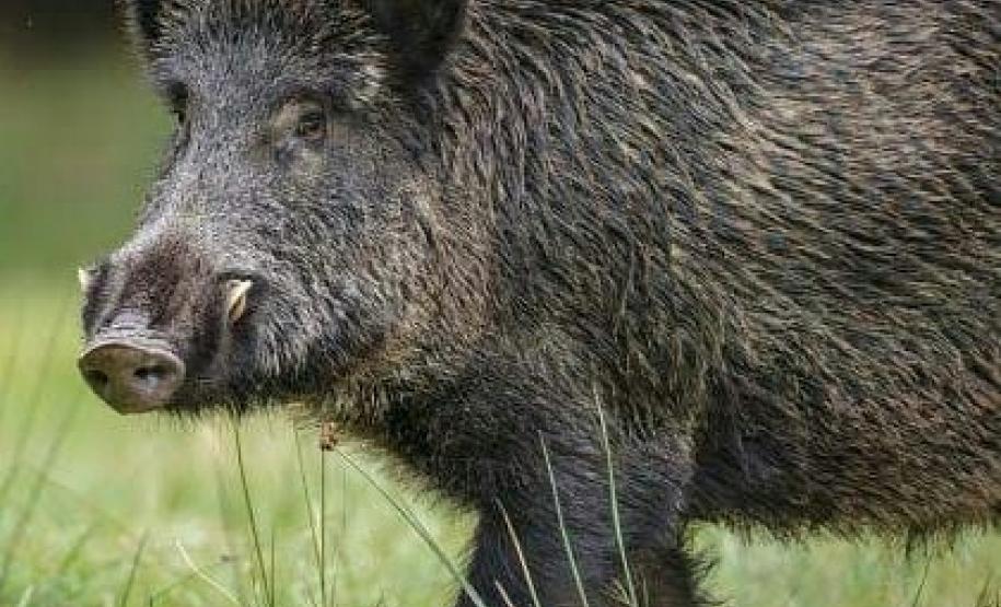 Adapar realiza Treinamento para Controlador de Javali sobre vigilância em PSC Adapar realiza Treinamento para Controlador de Javali sobre vigilância em PSC