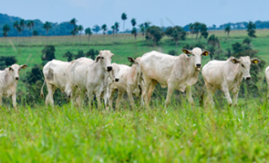 O quê muda no Trânsito Animal a partir de 2020?