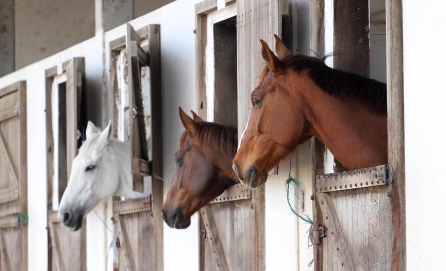 Equinos: Adapar amplia prazo para exames de AIE Equinos: Adapar amplia prazo para exames de AIE
