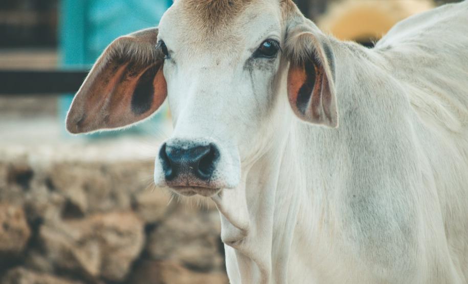 Raiva: Alerta para focos no Noroeste do Paraná Raiva: Alerta para focos no Noroeste do Paraná