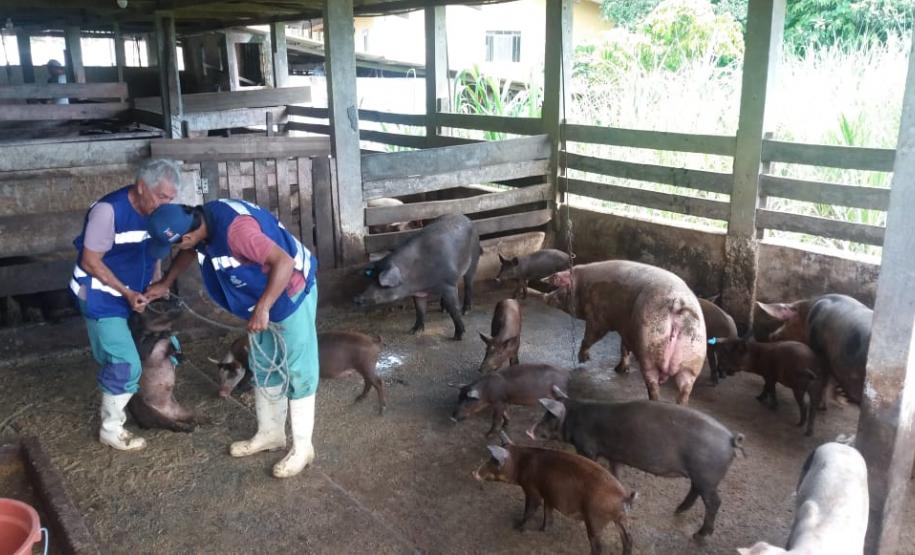 Adapar participa da “Operação Fauna Invasora” Adapar participa da “Operação Fauna Invasora”