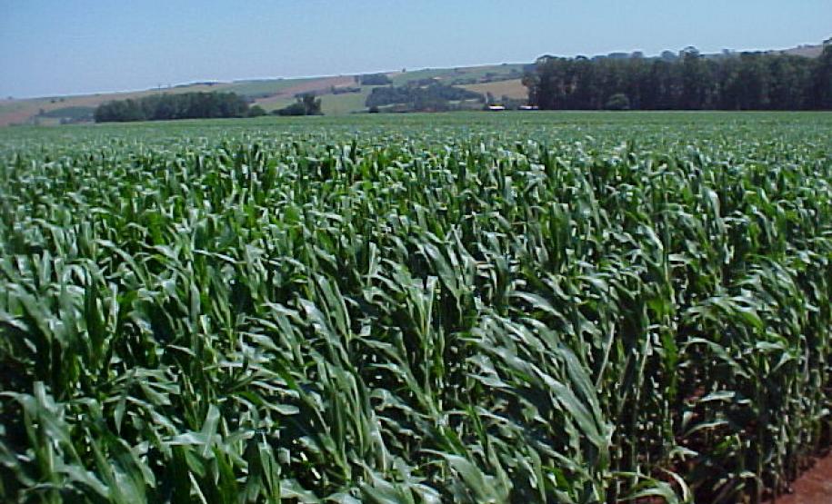 VBP agropecuário do Paraná de 2019 pode atingir R$ 93 bilhões