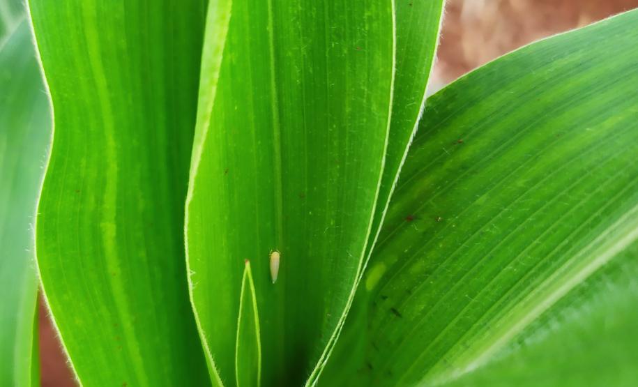 Adapar e Embrapa orientam sobre o controle da cigarrinha do milho Adapar e Embrapa orientam sobre o controle da cigarrinha do milho