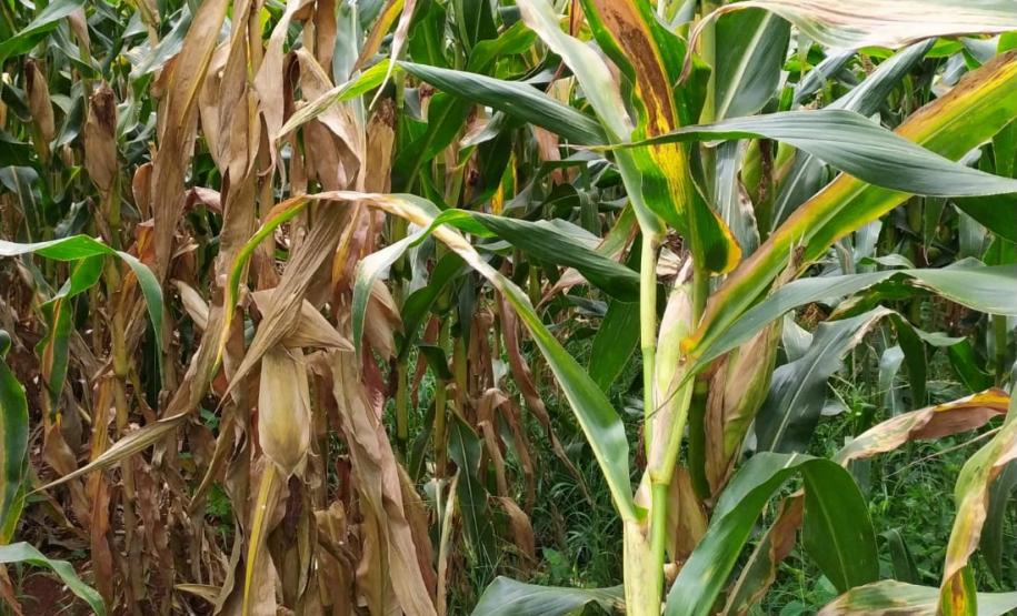 Adapar e Embrapa orientam sobre o controle da cigarrinha do milho Adapar e Embrapa orientam sobre o controle da cigarrinha do milho