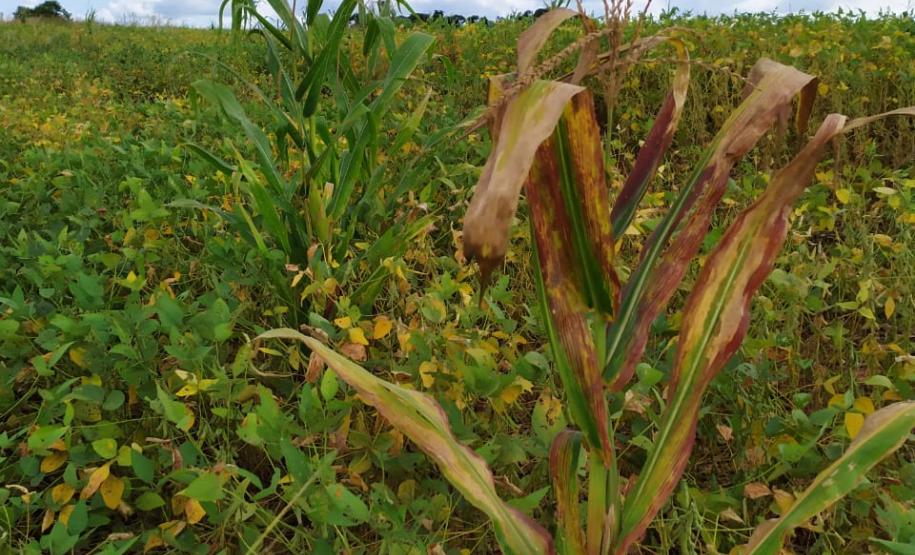 Adapar e Embrapa orientam sobre o controle da cigarrinha do milho Adapar e Embrapa orientam sobre o controle da cigarrinha do milho