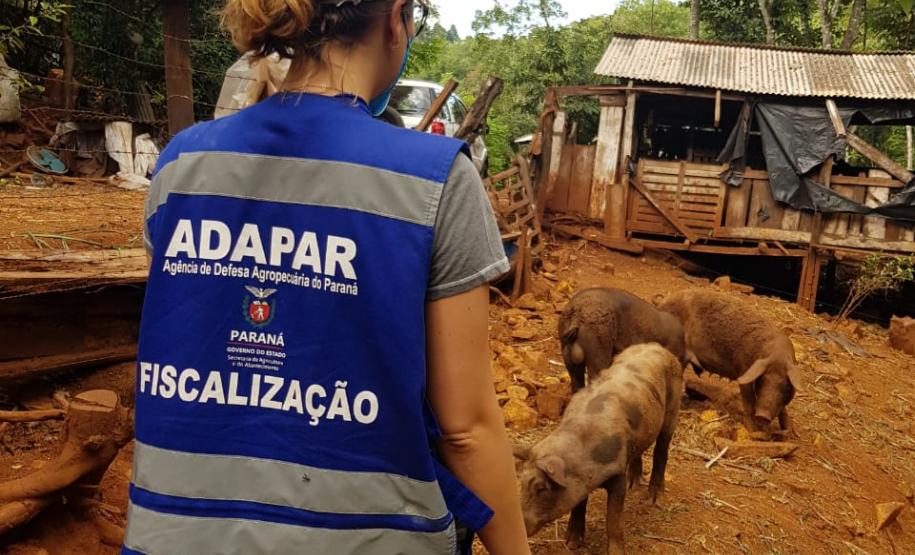 A Adapar não para Mesmo em meio à pandemia de Covid-19, a Agência de Defesa Agropecuária do Paraná (Adapar) conseguiu manter seus trabalhos essenciais.