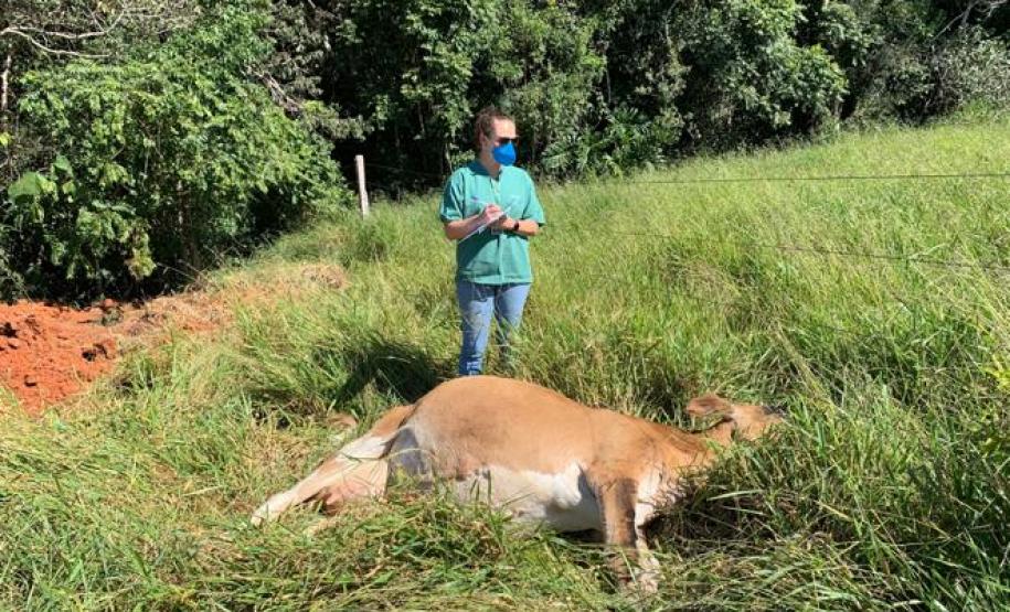 A Adapar não para Mesmo em meio à pandemia de Covid-19, a Agência de Defesa Agropecuária do Paraná (Adapar) conseguiu manter seus trabalhos essenciais.