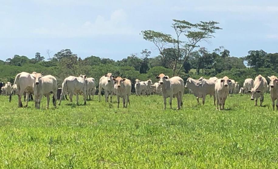 Atualização de rebanhos começa em 1.º de maio e tem prazo ampliado