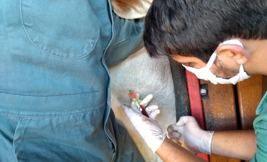 Inquérito Soroepidemiológico Aftosa O inquérito servirá para comprovar que não há circulação viral de febre aftosa no Paraná