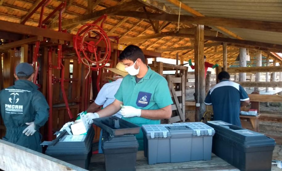 Inquérito Soroepidemiológico Aftosa O inquérito servirá para comprovar que não há circulação viral de febre aftosa no Paraná