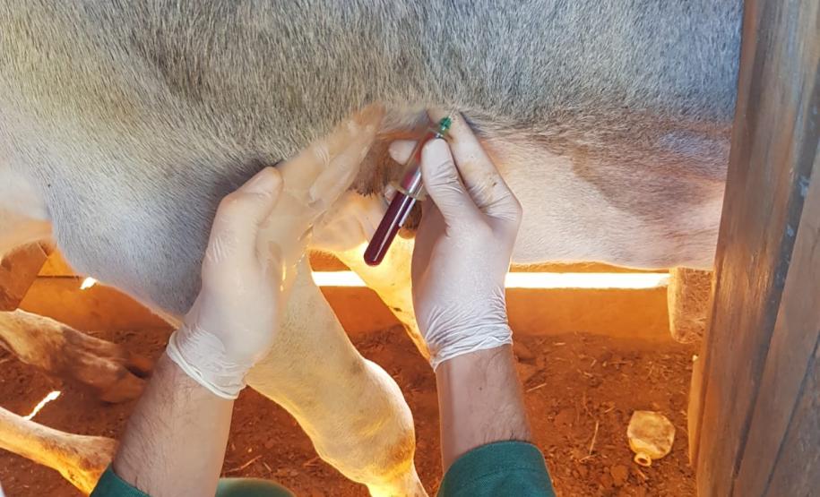 Inquérito Soroepidemiológico Aftosa O inquérito servirá para comprovar que não há circulação viral de febre aftosa no Paraná