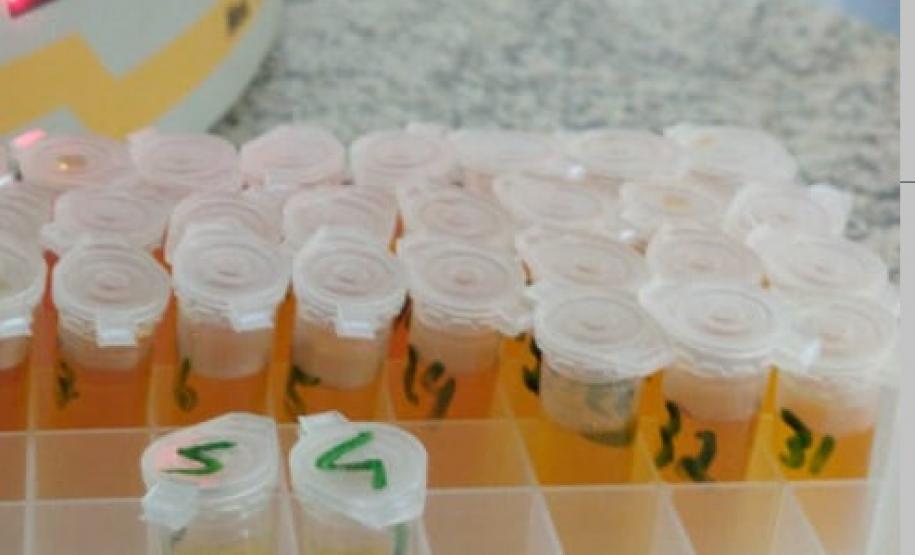 Inquérito Soroepidemiológico Aftosa O inquérito servirá para comprovar que não há circulação viral de febre aftosa no Paraná