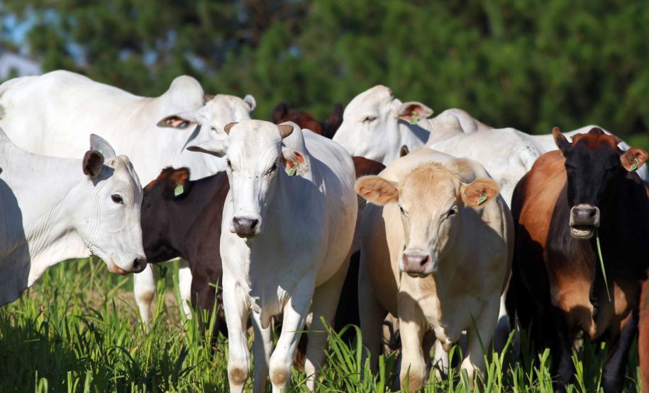 Mesmo diante da grave crise sanitária causada pelo coronavírus, o Paraná reforça programação para conquistar nova condição pecuária
