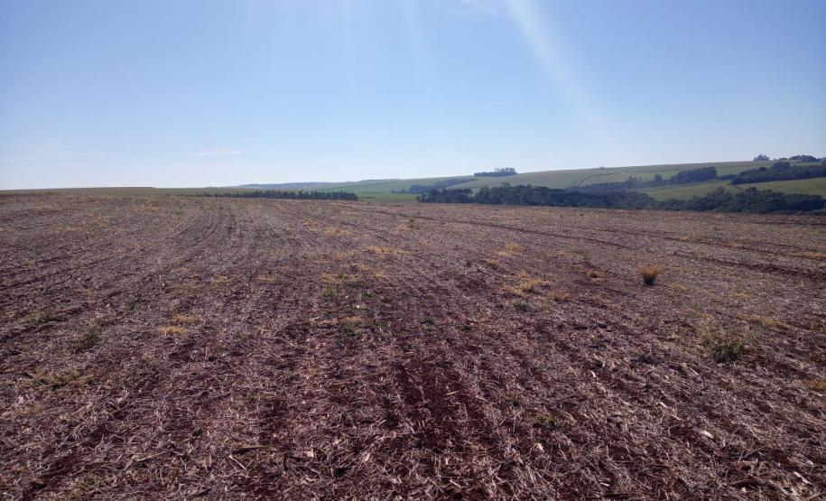 Vazio Sanitário da Soja Entre os dias 10 de junho a 10 de setembro acontece o vazio sanitário da soja no Estado, conforme determina a Portaria nº342/2019 da Agência de Defesa Agropecuária do Paraná (Adapar). Nesse período, fica proibido cultivar, manter ou permitir a presença de plantas vivas de soja em qualquer estádio vegetativo