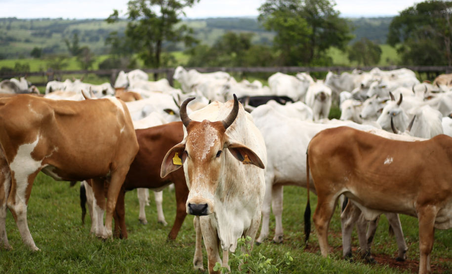 Adapar alerta sobre os riscos de uso de produtos veterinários em humanos. Adapar alerta sobre os riscos de uso de produtos veterinários em humanos.