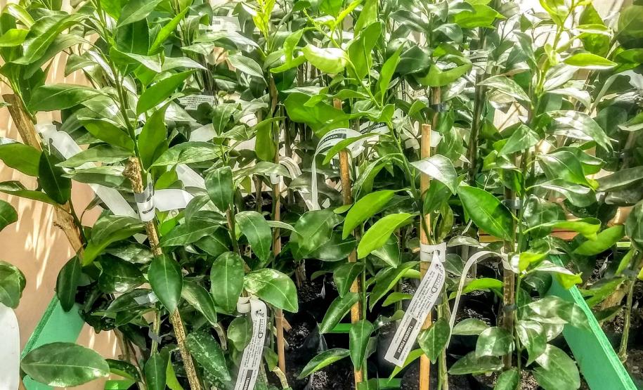 Defesa Vegetal Ações de defesa vegetal garantem segurança alimentar na pandemia