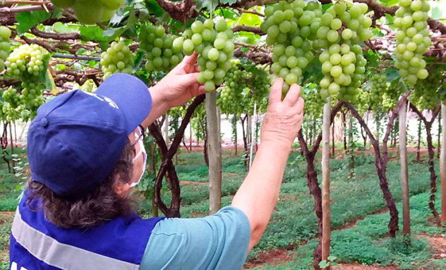 Defesa Vegetal Ações de defesa vegetal garantem segurança alimentar na pandemia