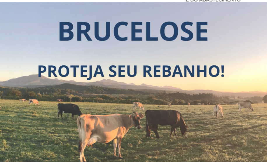 Brucelose: A importância da vacinação Brucelose: A importância da vacinação