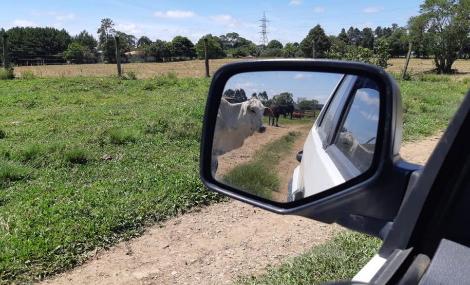 Adapar monitora surto viral em bovinos no Oeste Adapar monitora surto viral em bovinos no Oeste