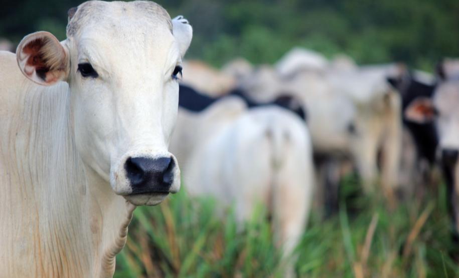 Adapar atualiza regras para saneamento e indenização de brucelose e tuberculose Adapar atualiza regras para saneamento e indenização de brucelose e tuberculose