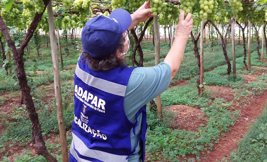 Atualização de procedimentos qualifica a certificação fitossanitária no Paraná Atualização de procedimentos qualifica a certificação fitossanitária no Paraná