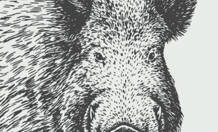 Javali: uma ameaça ao agronegócio paranaense