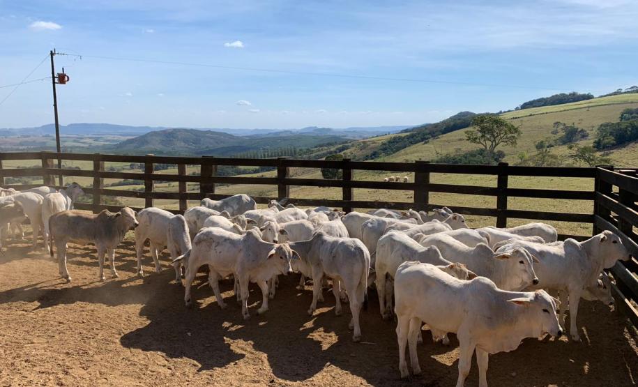 Paraná é reconhecido nacionalmente como livre de aftosa SEM vacinação Paraná é reconhecido nacionalmente como livre de aftosa SEM vacinação