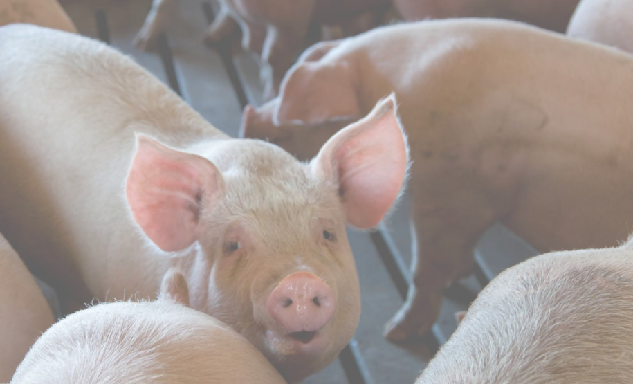 Adapar recebe agradecimento da APS Adapar recebe agradecimento da APS