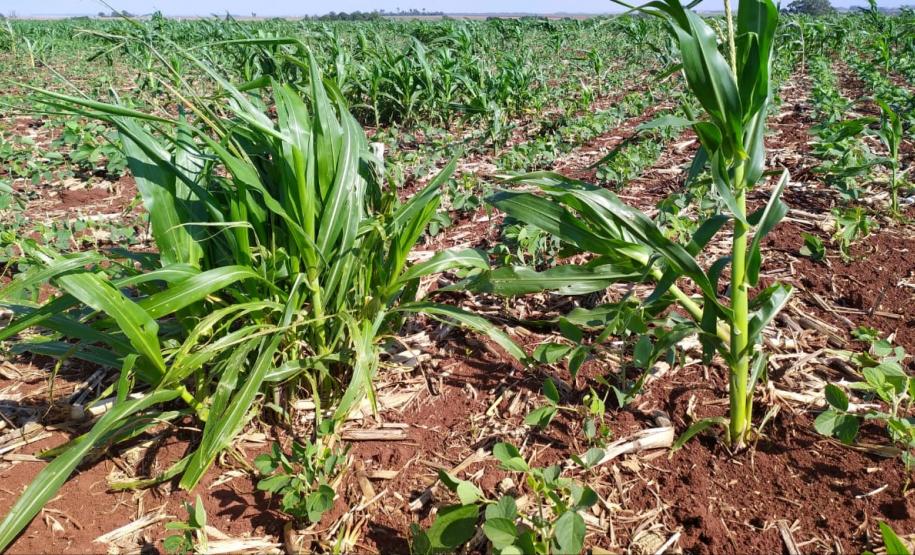 Milho: Cultura do milho x Enfezamento FOTO 1