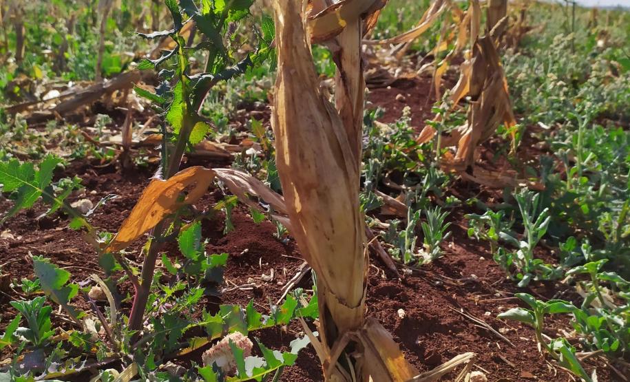 Milho: Cultura do milho x Enfezamento FOTO 2