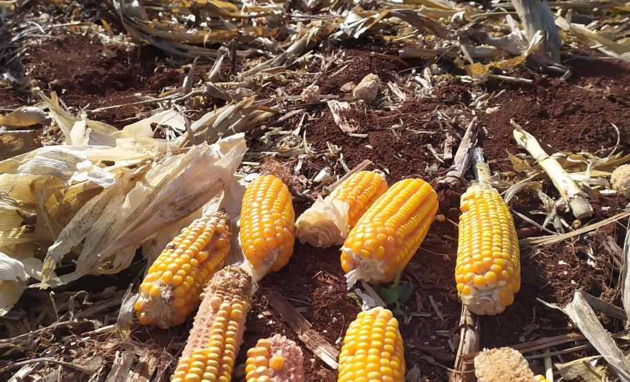 Milho: Cultura do milho x Enfezamento FOTO 3